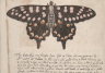 Academy of Natural Sciences of Drexel University - Album of Alexander Marshal Insect Watercolors