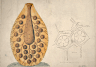 Academy of Natural Sciences of Drexel University - Joseph Leidy Teaching Diagrams
